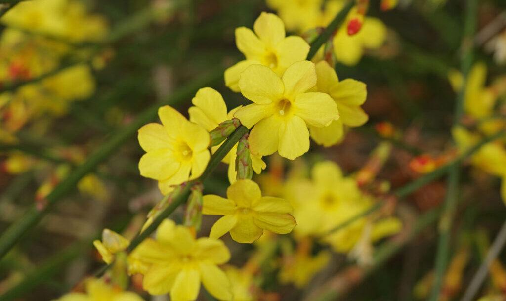 bunga Melati Kuning