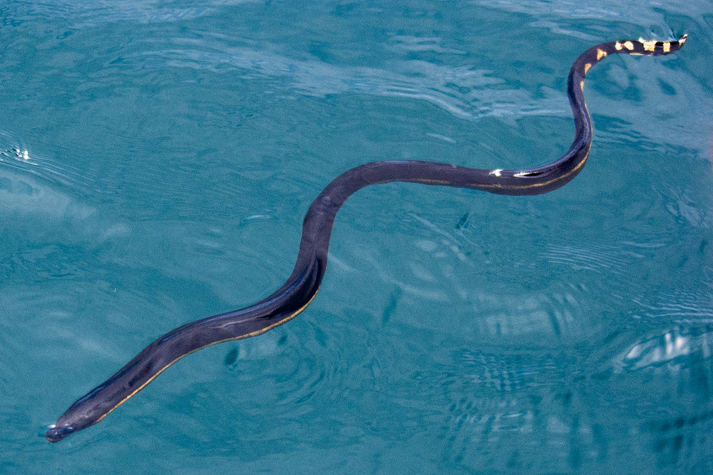 jenis ular laut