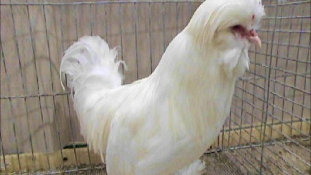 ayam sultan