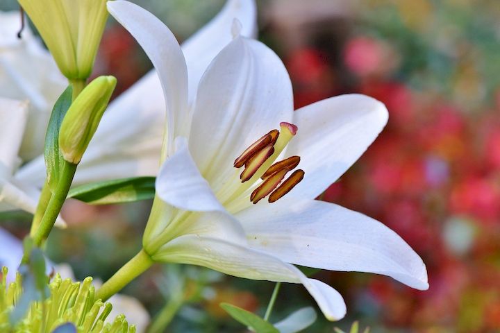 Bunga Lili Adalah Contoh Tanaman Hias Yang Berkembang Biak Dengan Cara