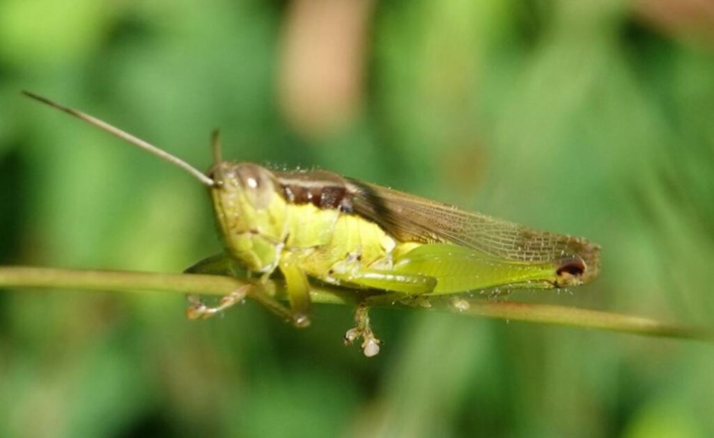perbedaan serang betina dan jantan terlihat pada bagian abdomennya, belalang betina abdomennya membulat sedangkan belalang jantan bentuknya mendatar.