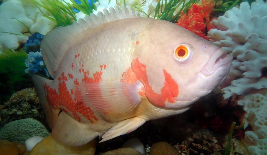 Albino ikan