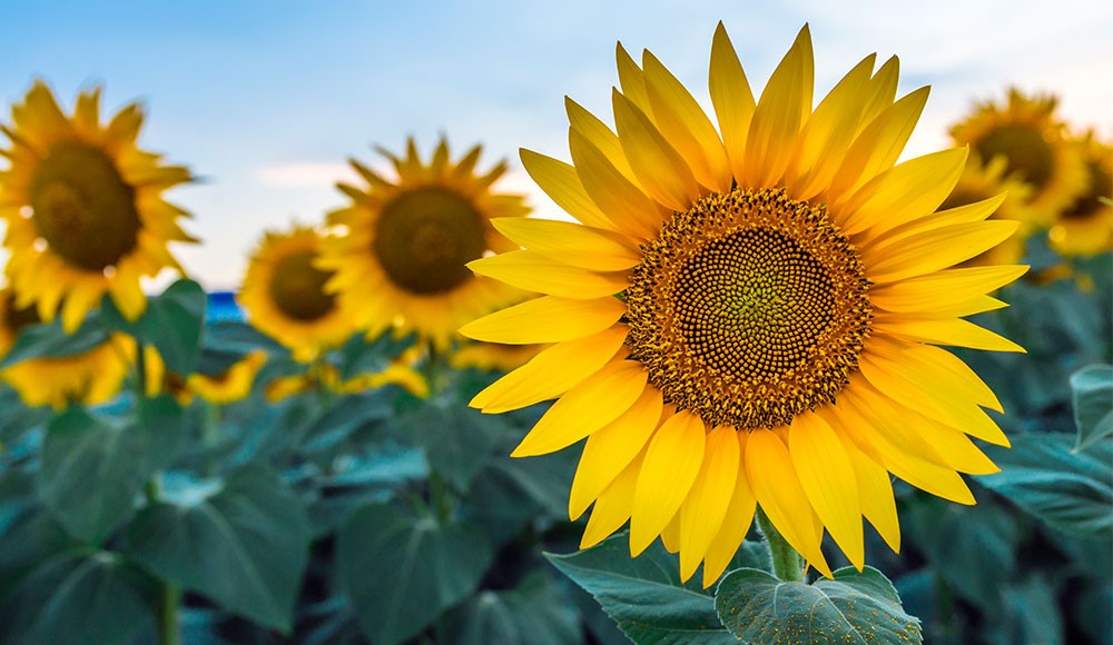 Matahari bunga Bunga Matahari: