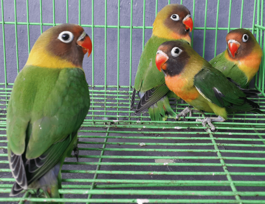  Jenis  Burung Lovebird  dan Harganya di Indonesia Jenis  net