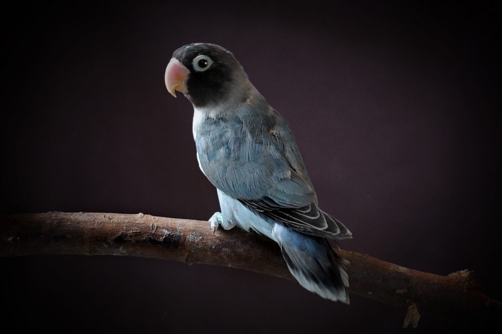 Jenis Burung Lovebird dan Harganya di Indonesia - Jenis.net