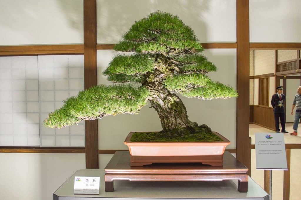 bonsai termahal seharga jutaan dollar