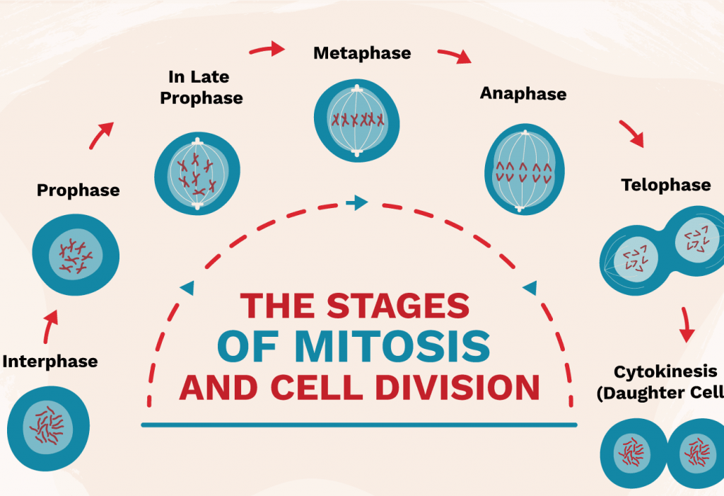 pada pembelahan sel mitosis pemisahan kromatid dari sentromer terjadi pada