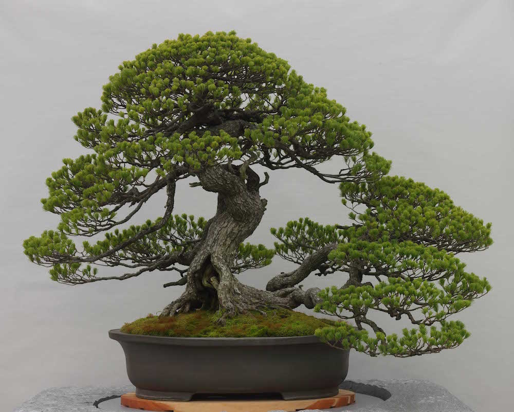 bonsai juara goyo matsu