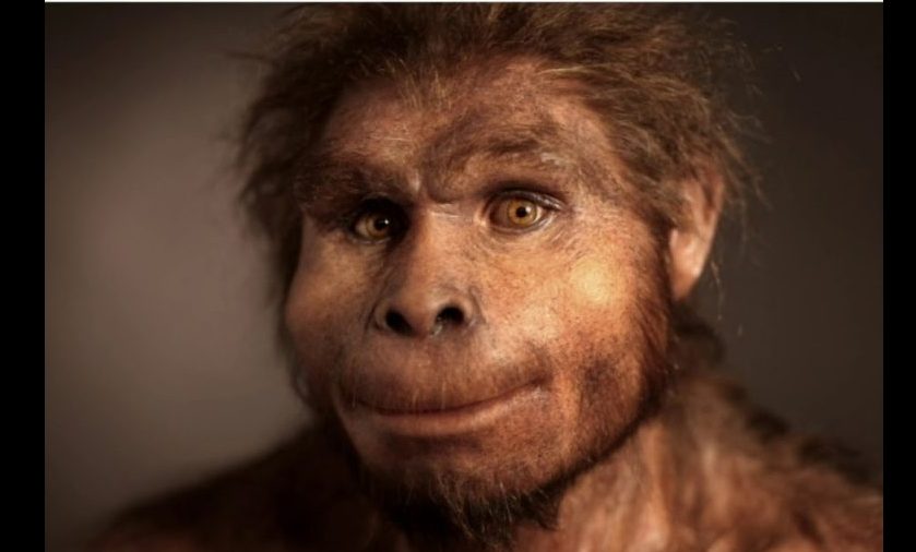 Homo wajakensis