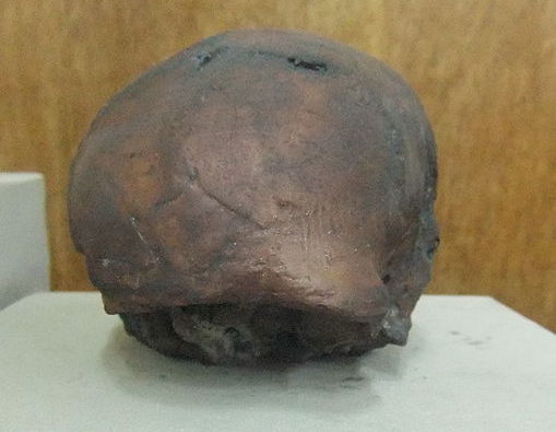 fosil kepala