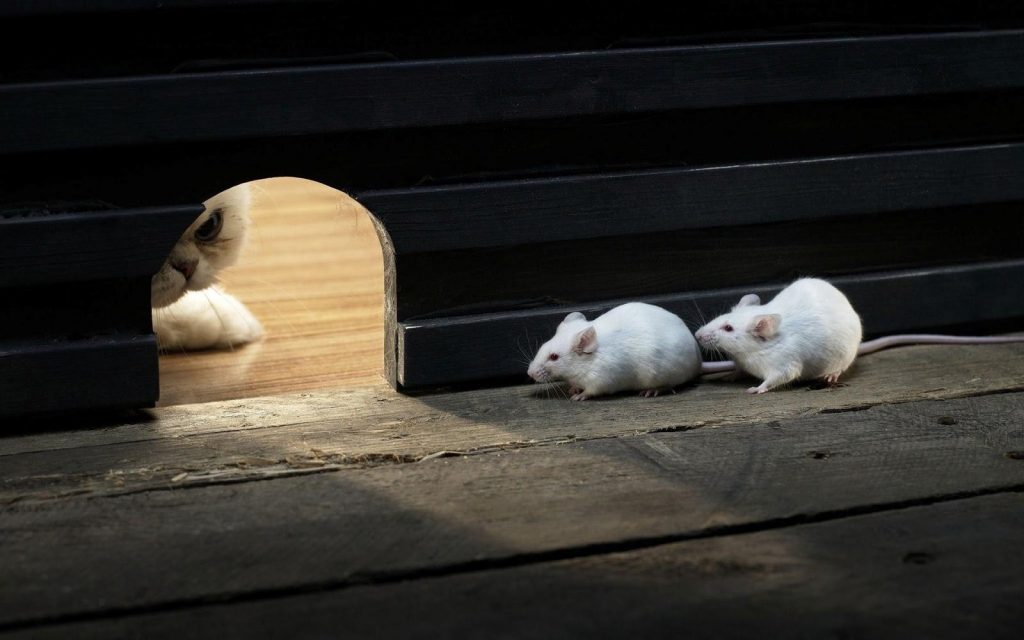 Tikus membandel yang mengusir cara 5 Cara
