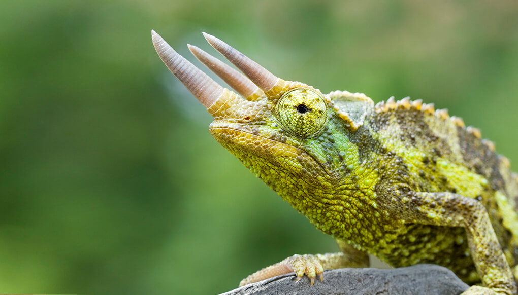 Bunglon Jackson, Reptil Unik Untuk Peliharaan - Jenis.net